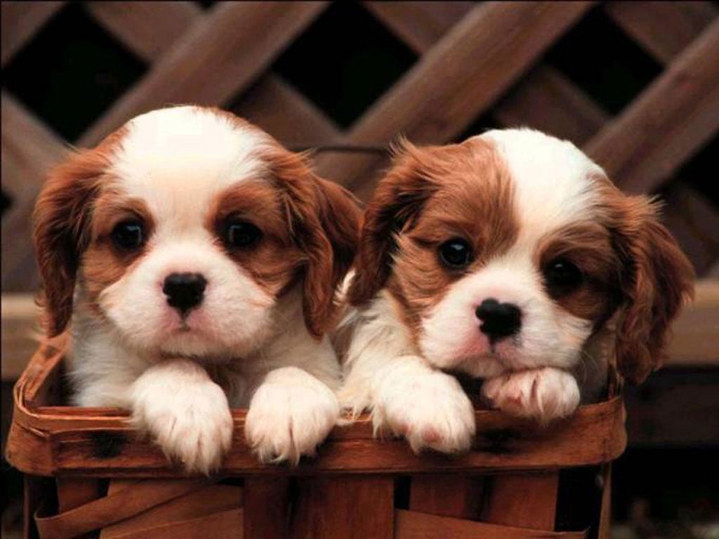 Cute puppies wallpapers for desktop