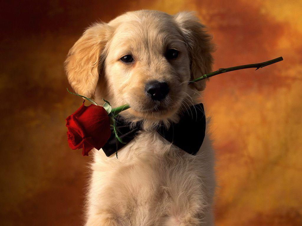 Cute puppy wallpapers