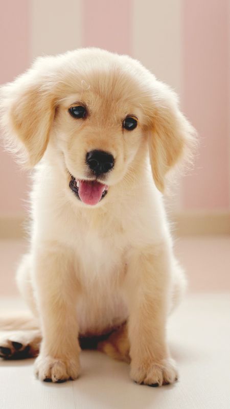 Cute dog golden dog little puppy wallpaper download