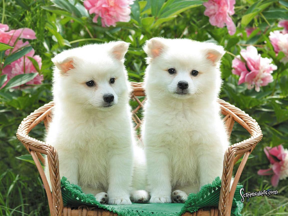 Cute puppy dog wallpapers
