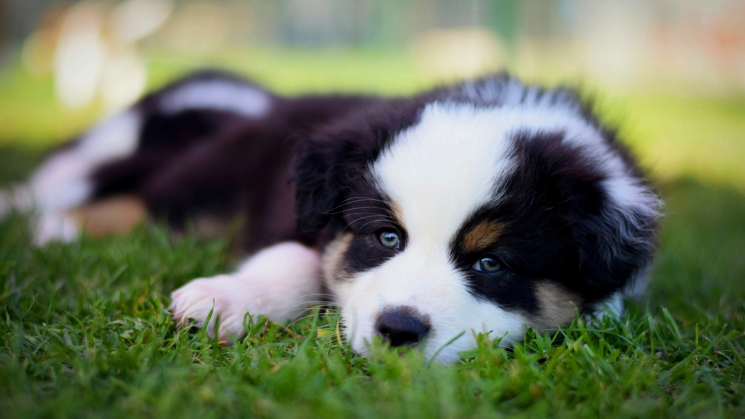 Cute puppy dog wallpaper p k k hd wallpapers backgrounds free download rare gallery