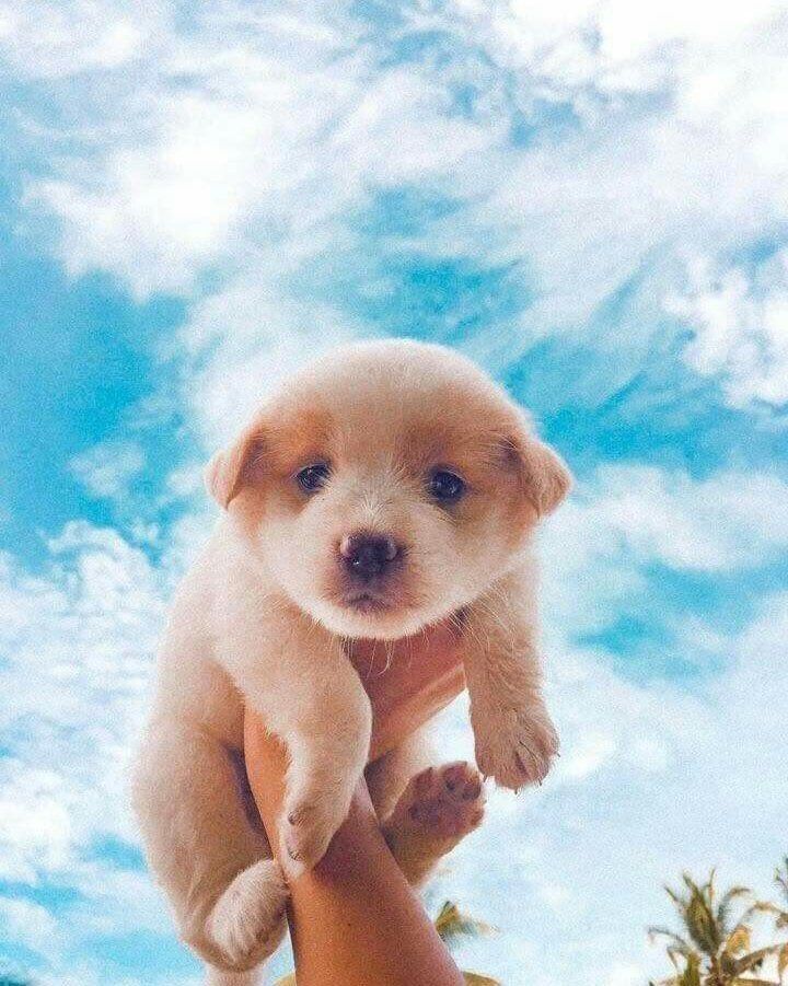 Visuals â on twitter cute dog wallpaper cute dog photos cute little puppies