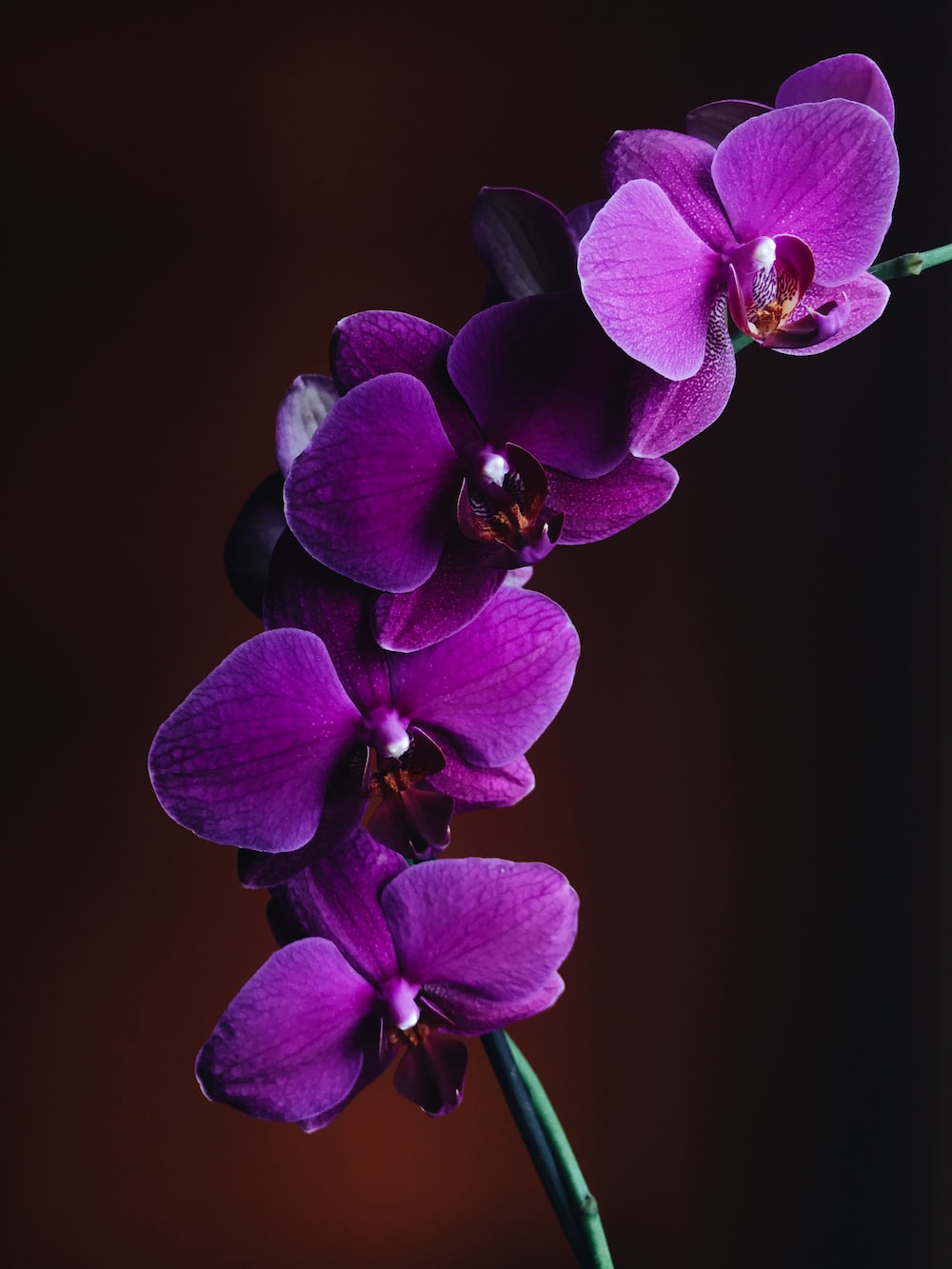 Purple orchid pictures download free images on