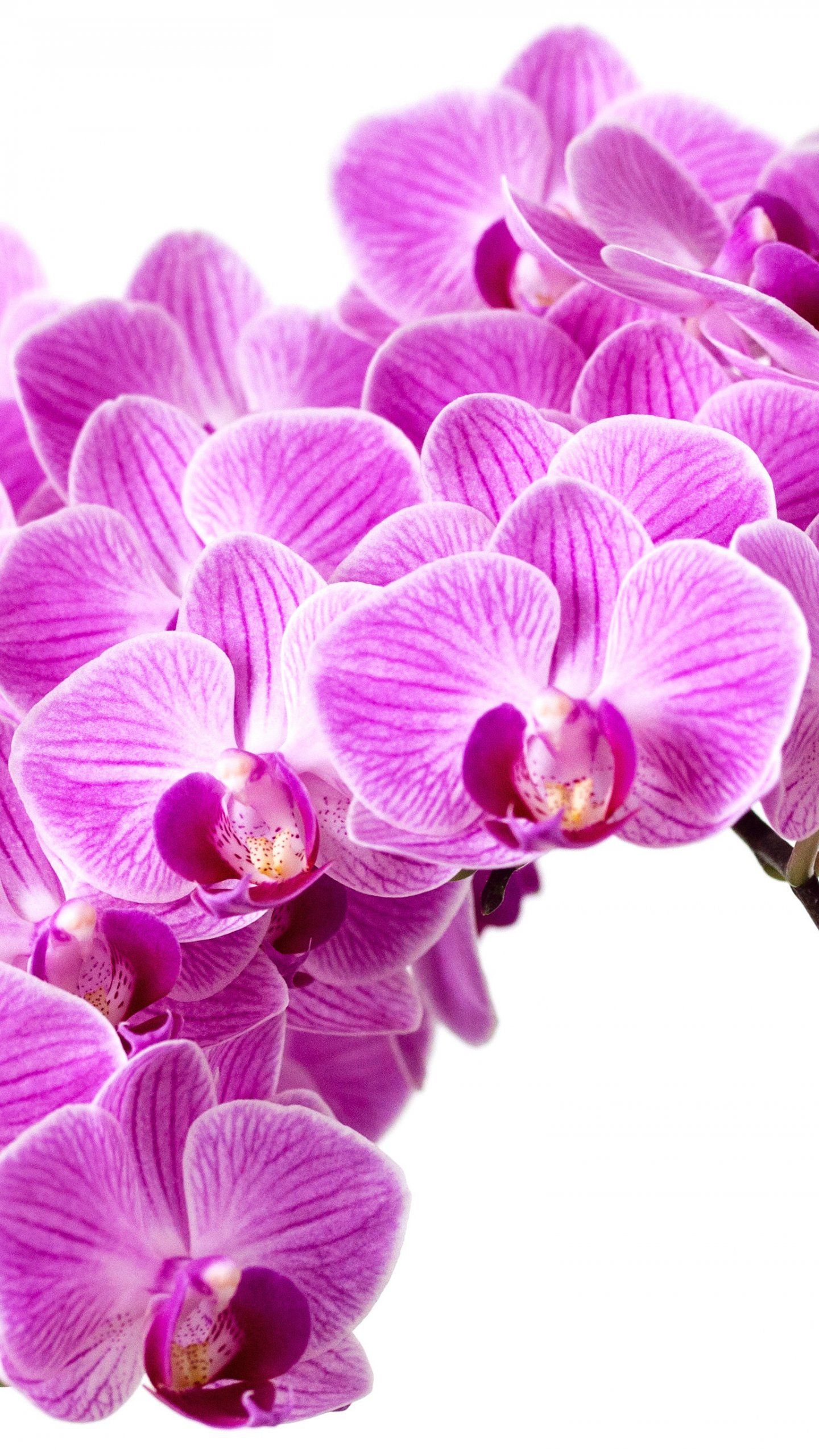 Purple orchid wallpaper
