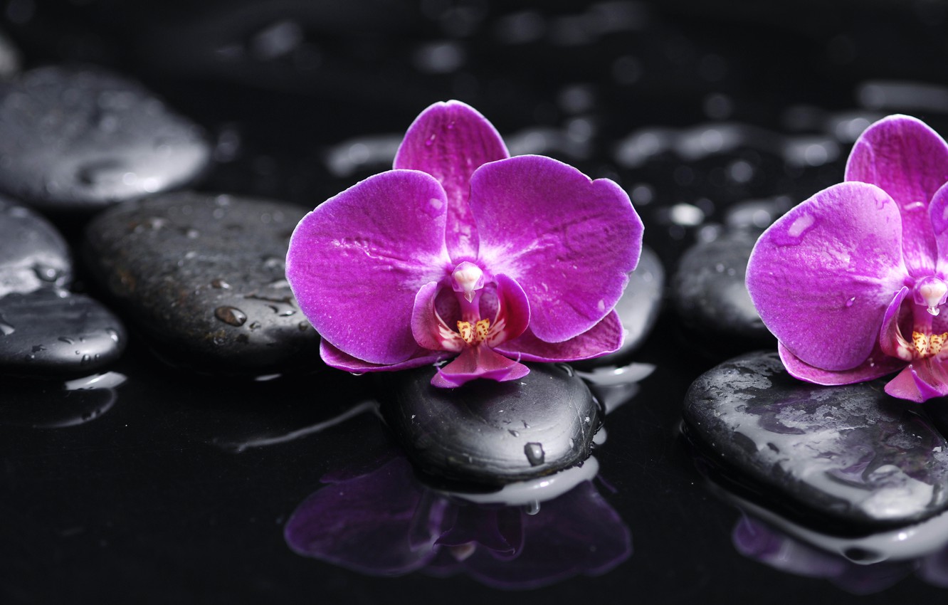 Wallpaper water drops flowers tenderness beauty petals orchids purple orchid water flowers beauty phalaenopsis drops phalaenopsis orchid images for desktop section ñððµññ