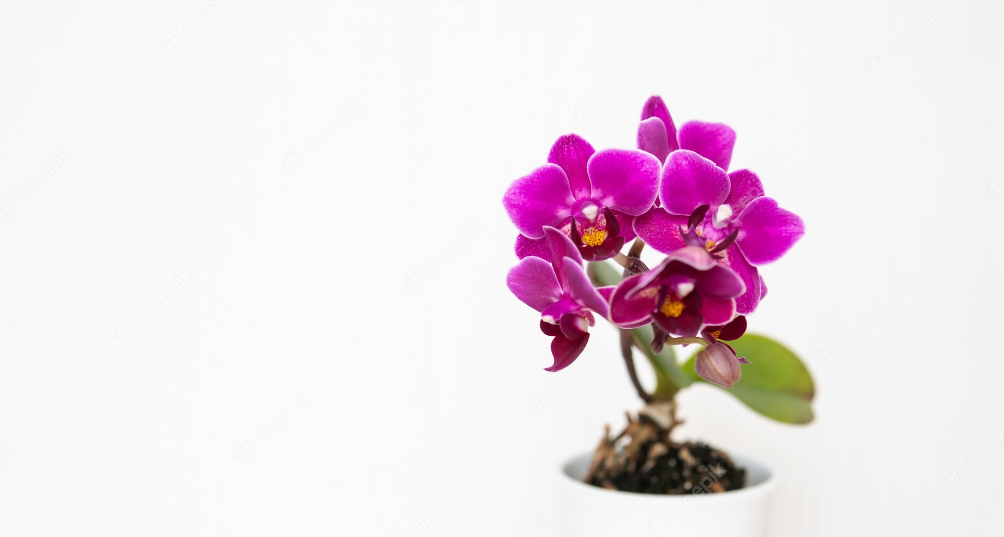 Free photo closeup shot of beautiful purple orchid flowers isolated on a white background