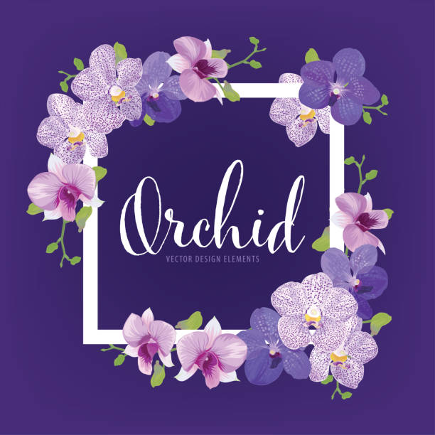 Purple orchid stock photos pictures royalty