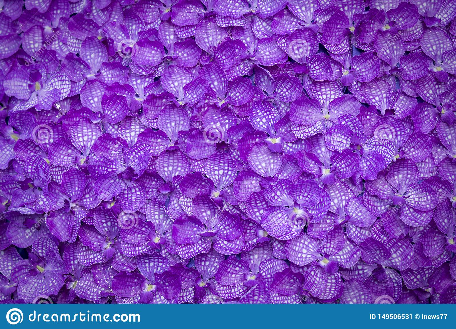 Purple orchid background decoration flora wallpaper stock image
