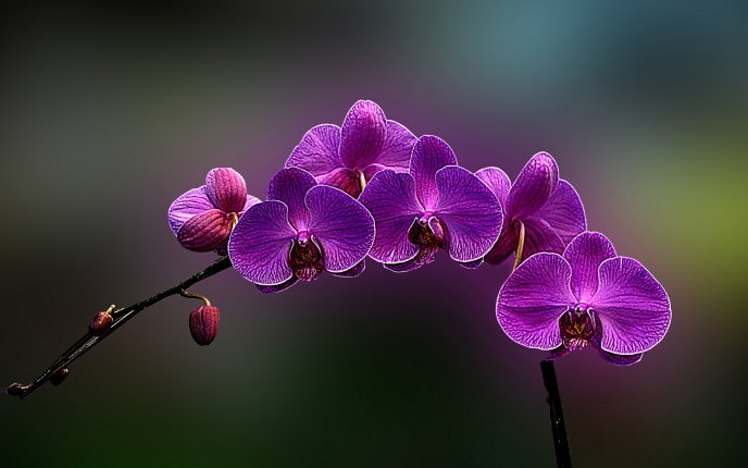 Amazing purple orchid flower