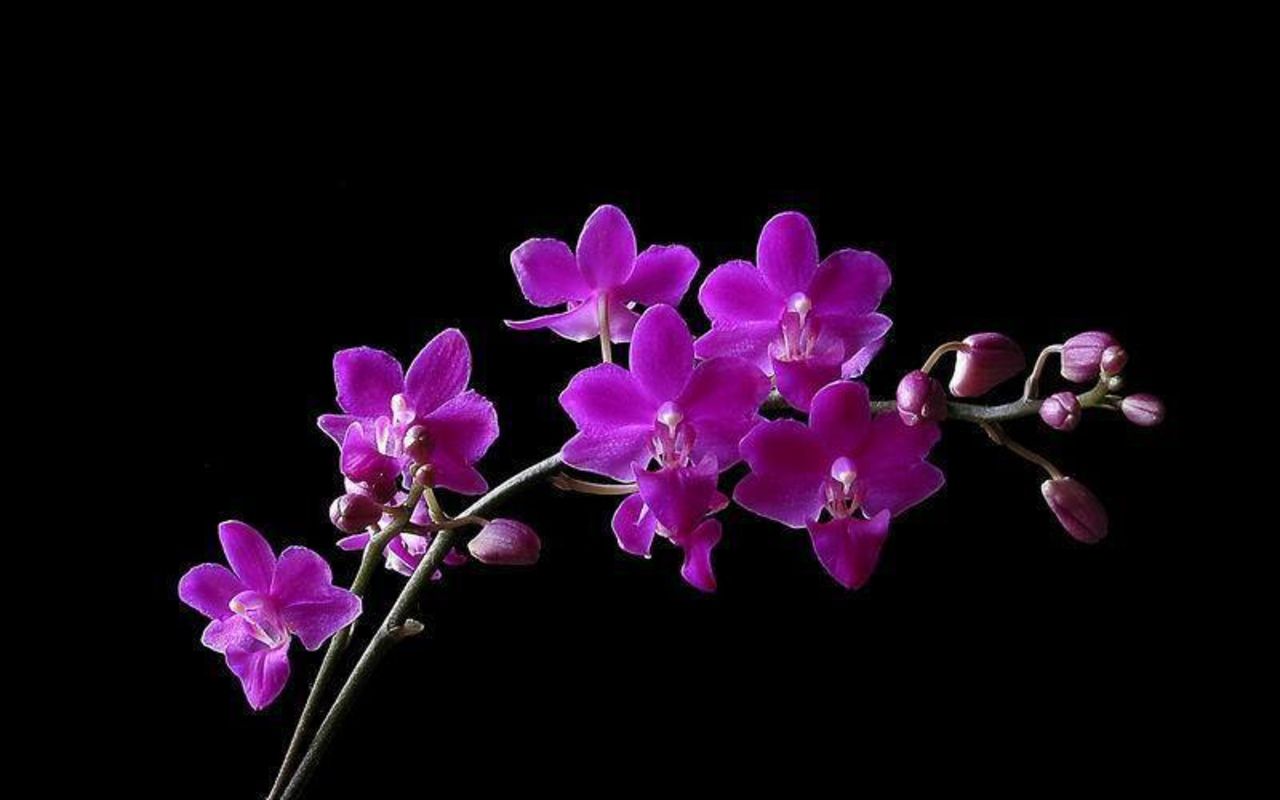Black orchid flower orchid flower purple orchids orchid wallpaper orchids