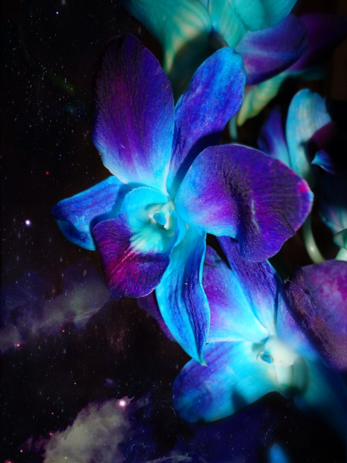 Blue and purple orchids s on