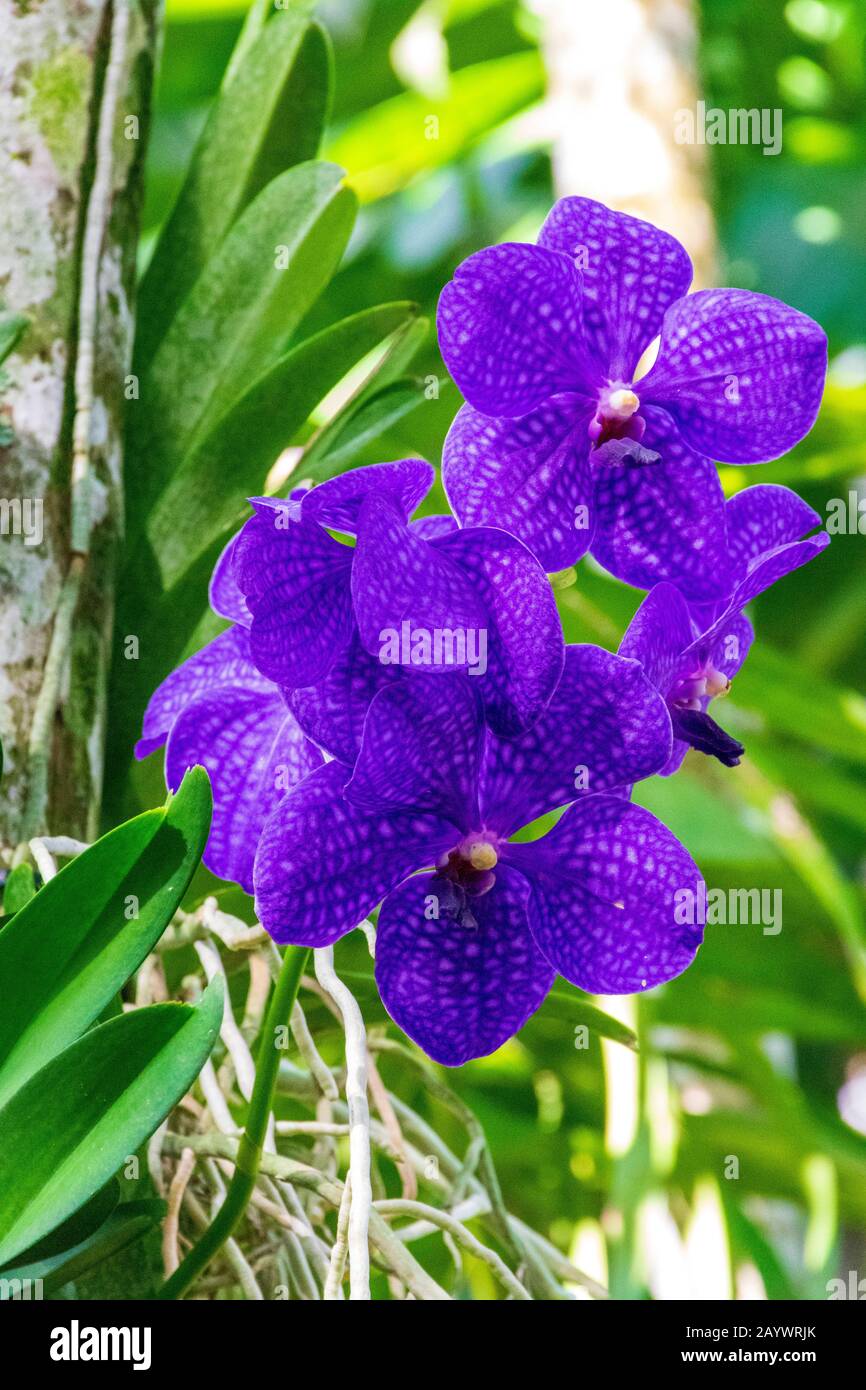 Purple spotted aranda orchid flowers tropical orchid flowers background purple orchid wallpaper flower close up with blurred background stock photo