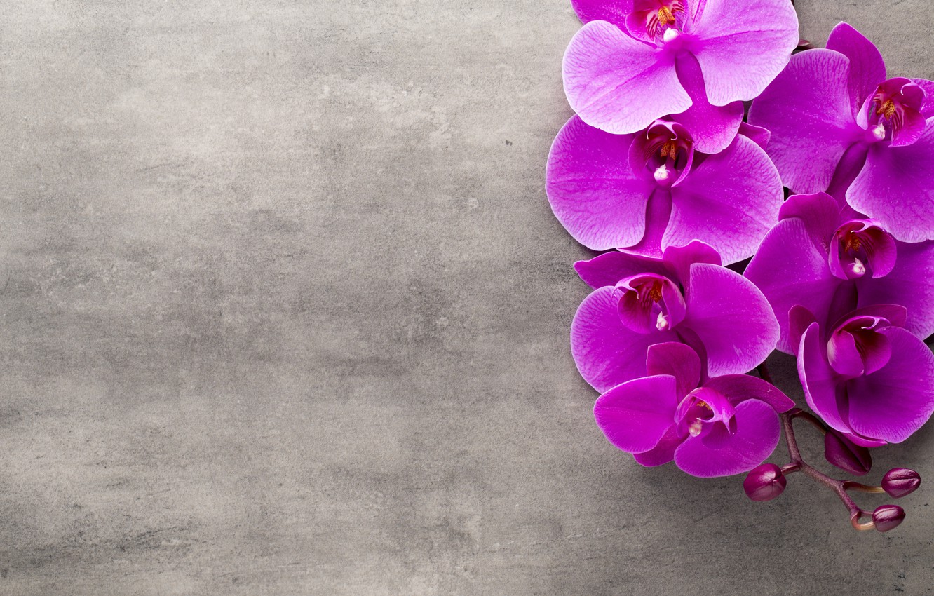 Wallpaper orchid flowers orchid purple images for desktop section ñððµññ
