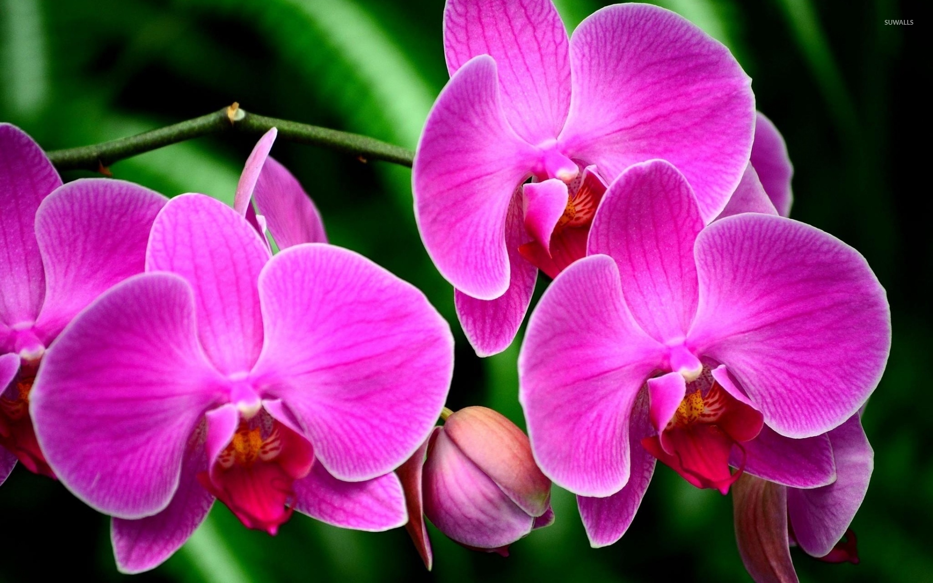 Purple orchids wallpaper