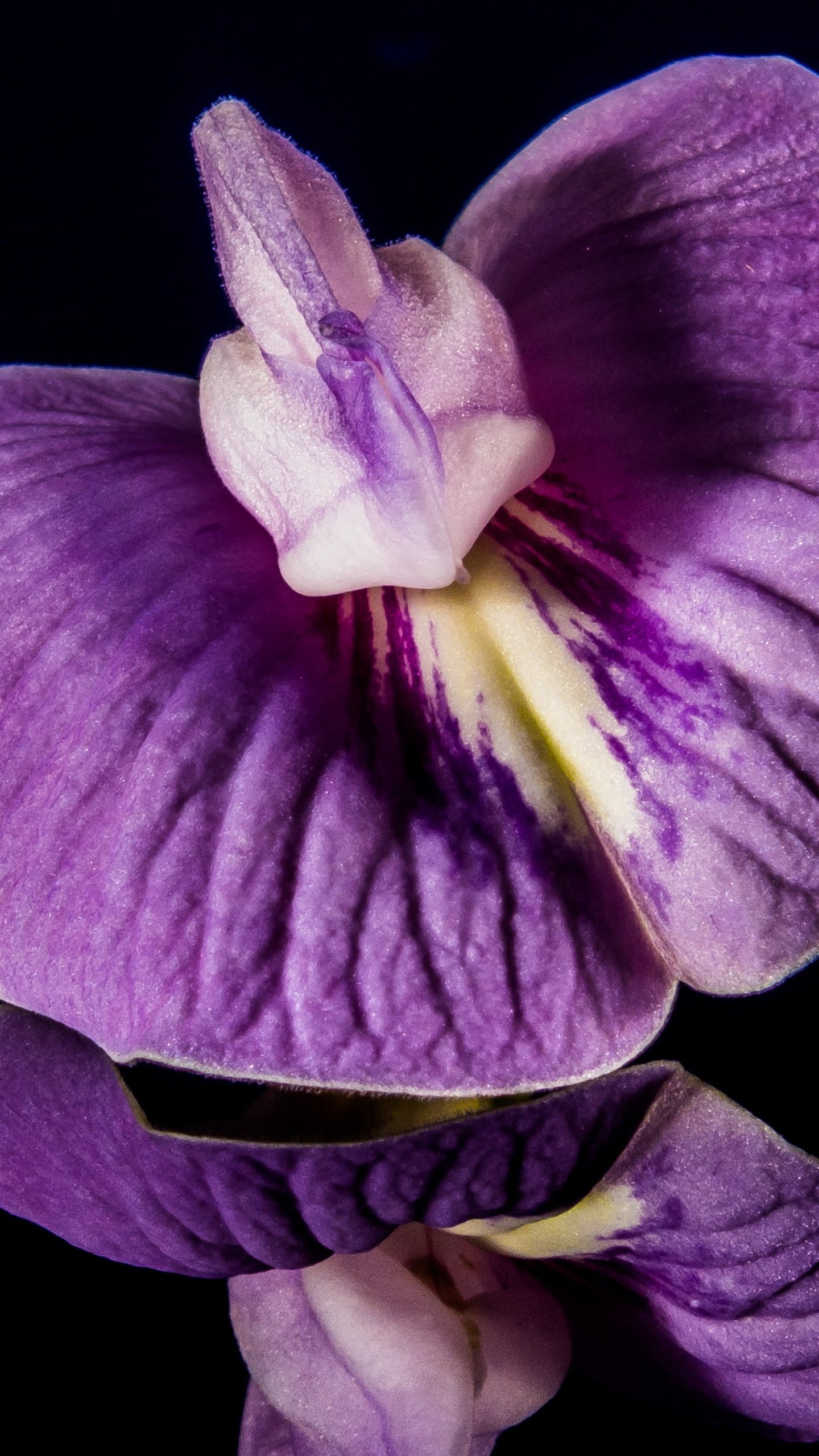 Purple orchid close