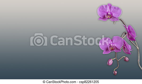Wallpaper purple orchid flower background canstock