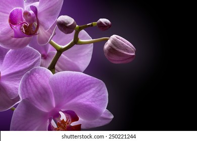 Purple orchid images stock photos vectors