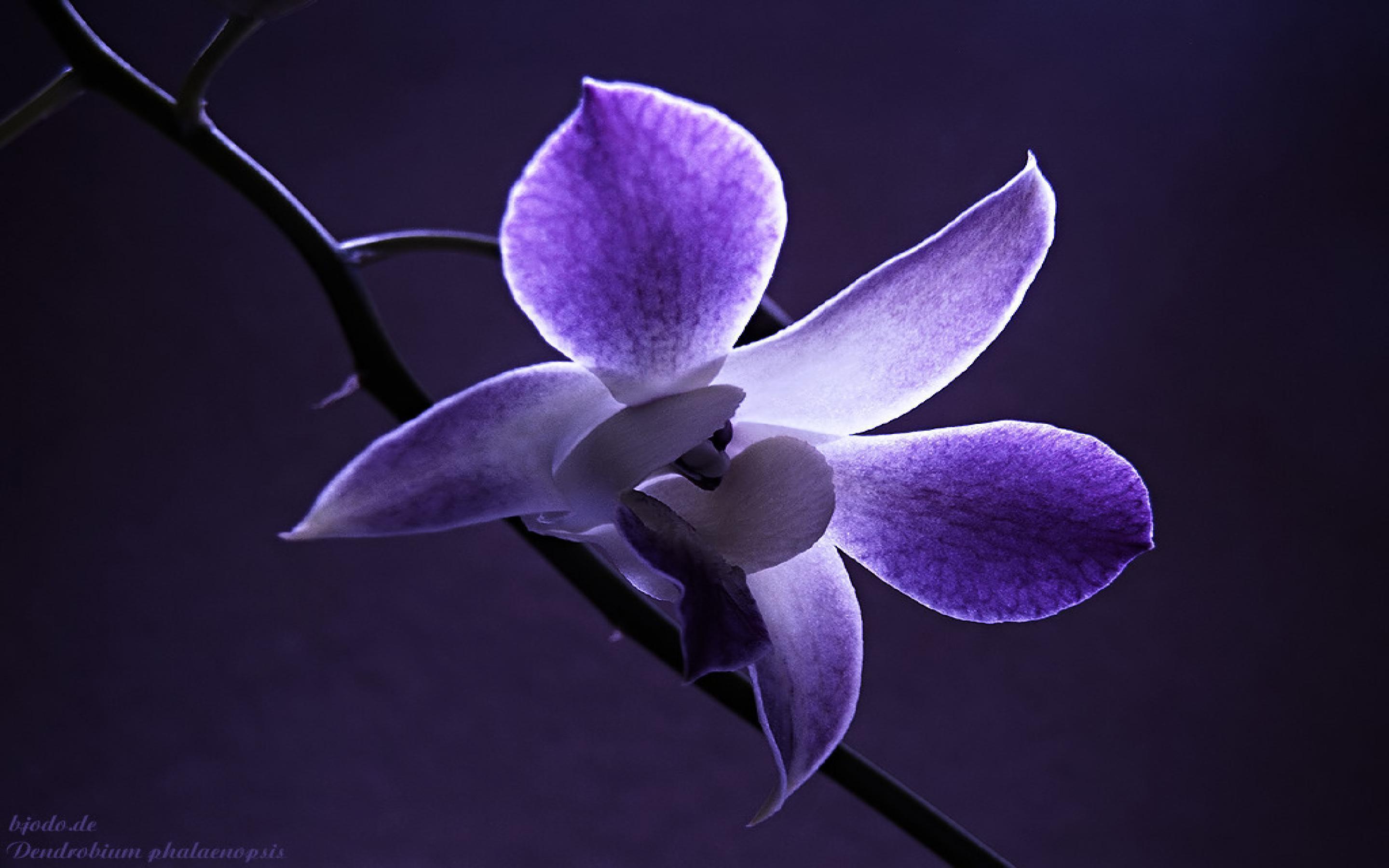 Orchid flower wallpapers