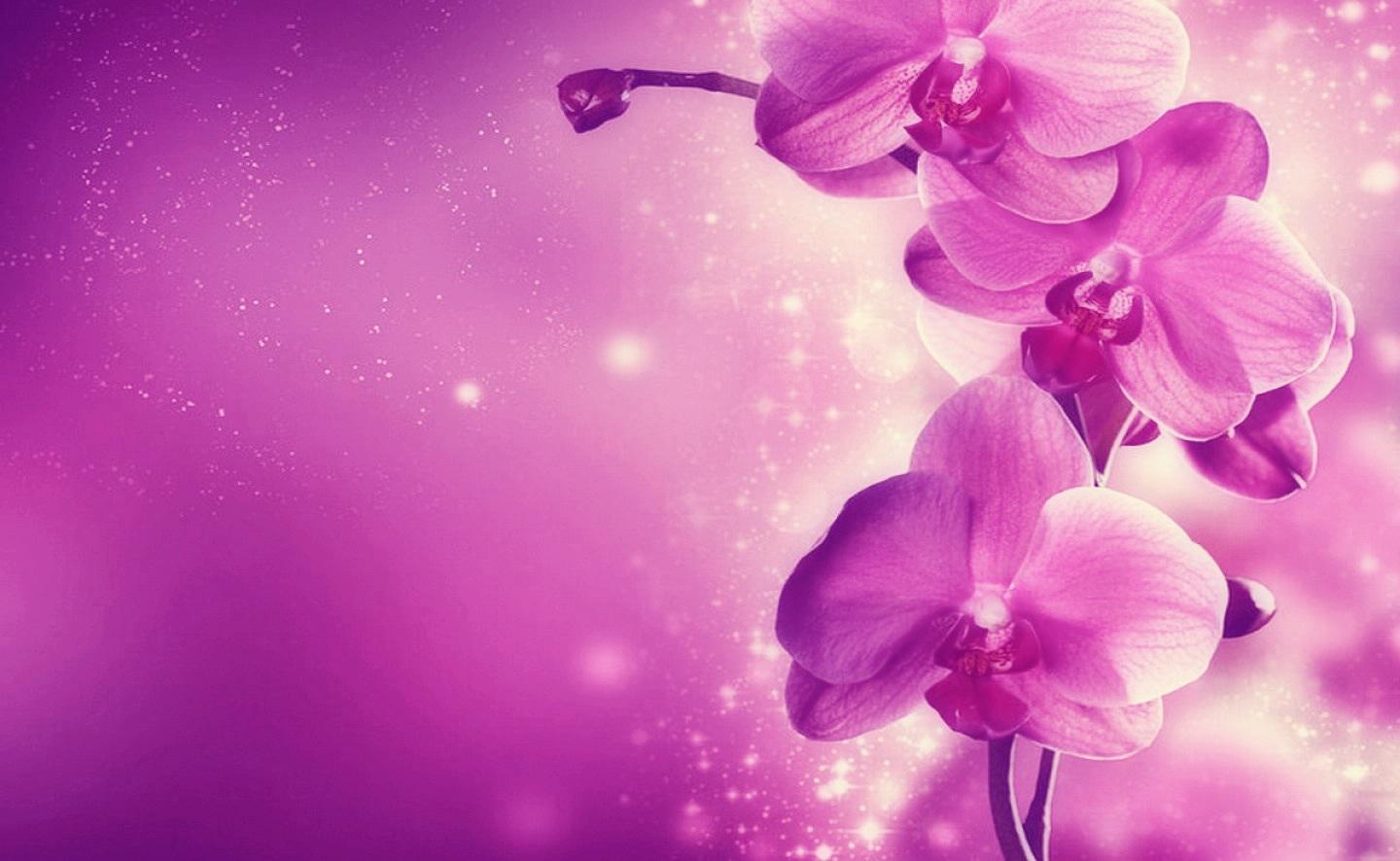 Free download purple pink orchid hq wallpaper x for your desktop mobile tablet explore purple orchid wallpaper white orchid wallpaper orchid flower wallpaper orchid wallpaper