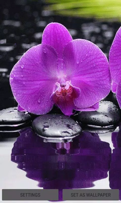 Purple orchid live wallpaper apk for android download