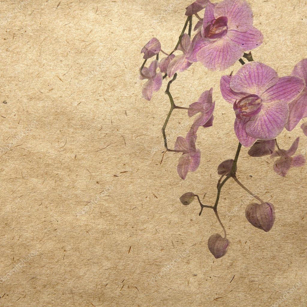 Wallpaper with purple orchid stock photo by elenarostunova
