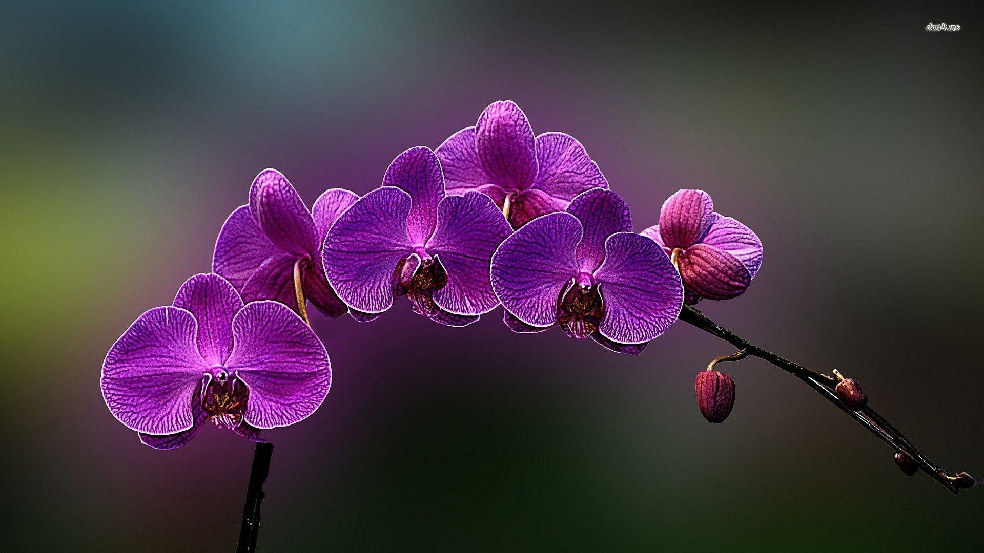 Purple orchid wallpapers