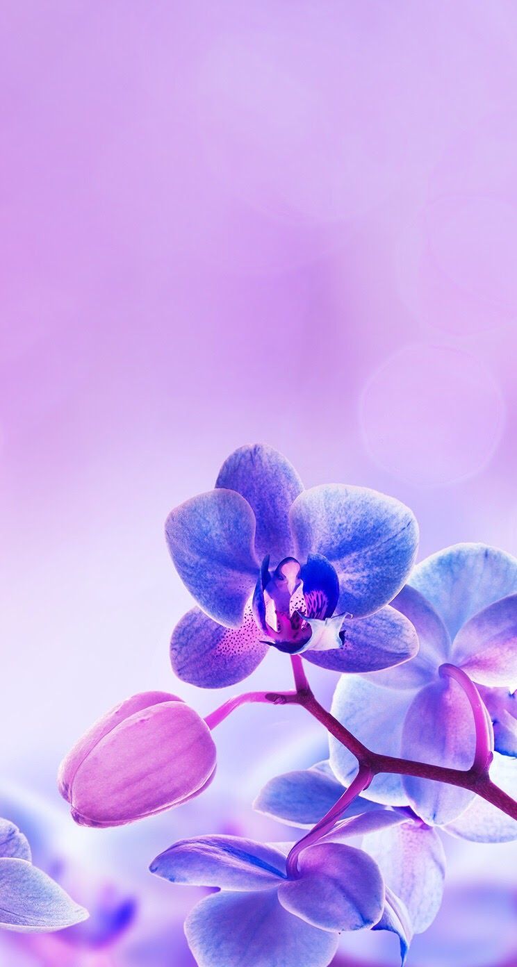 Purple orchid iphone wallpaper background lockscreen ê ëì ê ê