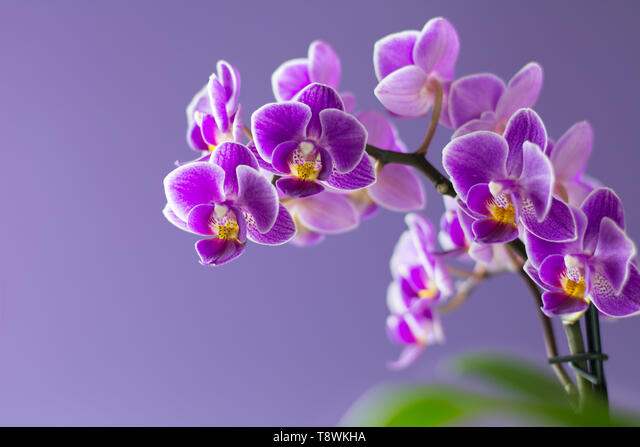 Beautiful purple orchid flowers with green leaves on light purple background