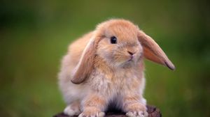 Rabbit full hd hdtv fhd p wallpapers hd desktop backgrounds x images and pictures