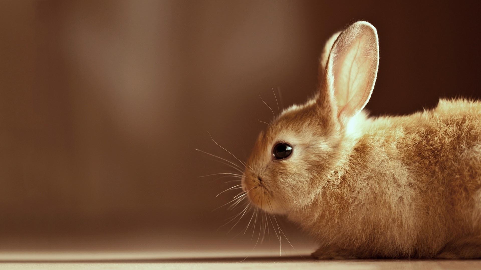 Bunny rabbit desktop wallpapers