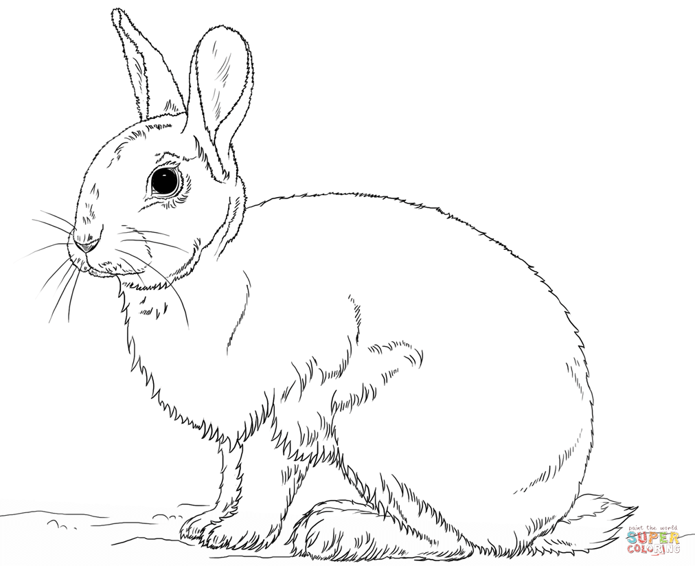 Cute bunny rabbit coloring page free printable coloring pages