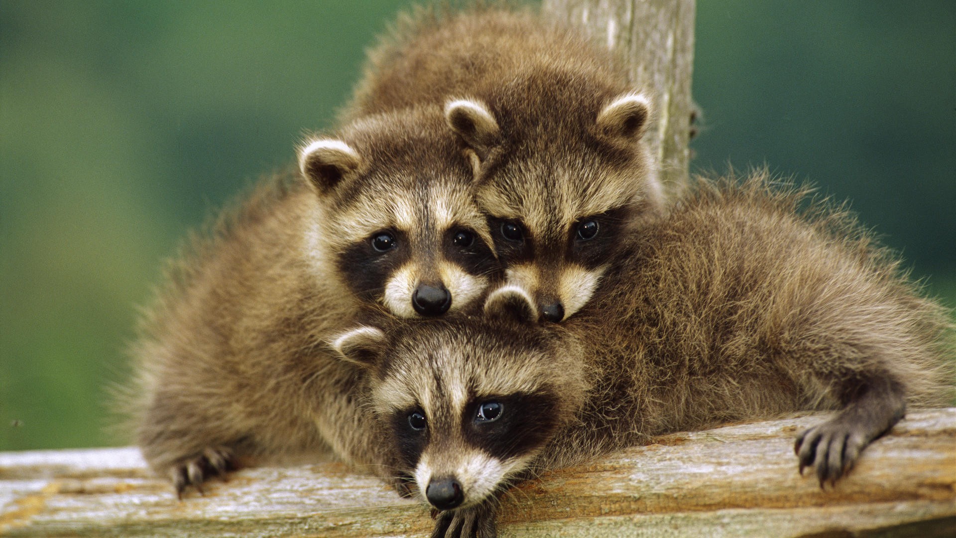 Raccoon s for desktop download free raccoon pictures and backgrounds for pc