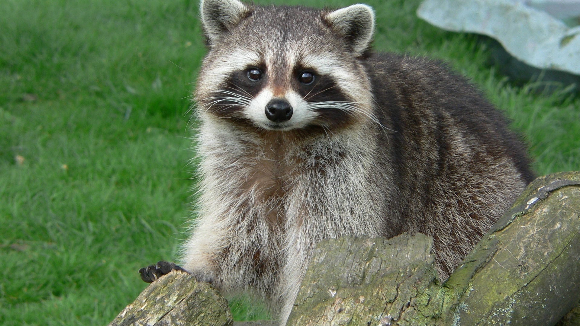 Download raccoon s for ile phone free raccoon hd pictures
