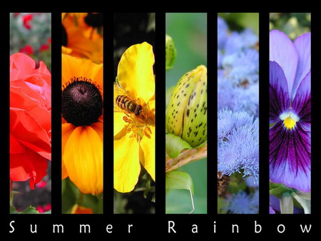 Summer rainbow