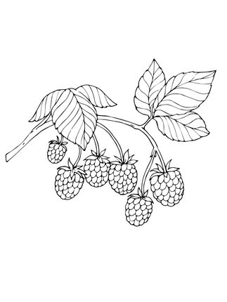 Red raspberry coloring page coloring pages pattern coloring pages flower drawing