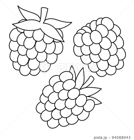 Raspberry fruit isolated coloring page for kids