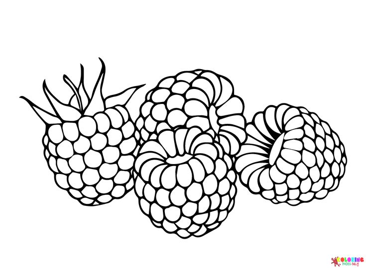 Raspberry coloring pages coloring pages for kids coloring pages free printable coloring pages