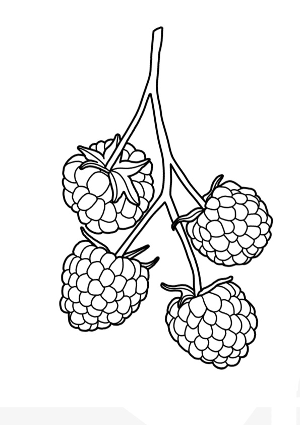 Coloring pages printable raspberry coloring pages for kids