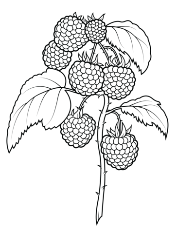 Raspberries coloring page free printable coloring pages