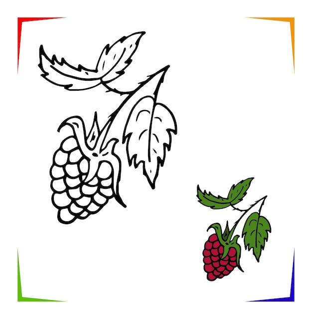 Premium vector raspberries coloring page vector educational worksheet colored by sample paint game preschool kids