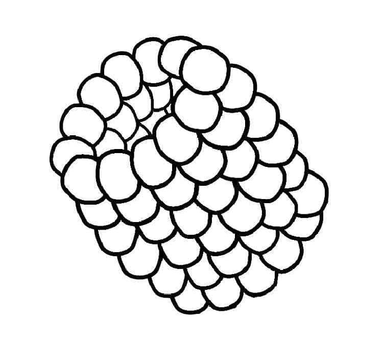 Simple raspberry coloring page