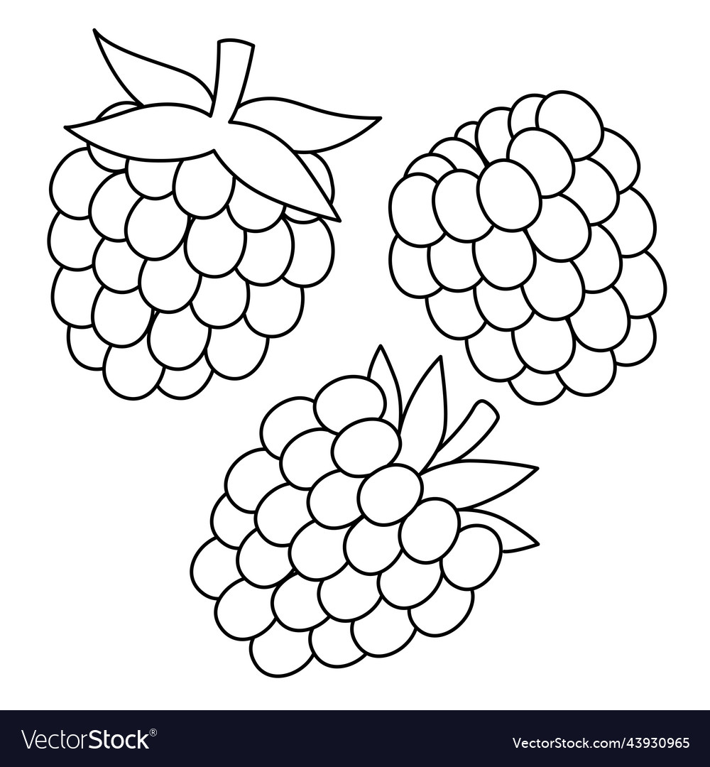 Raspberry fruit isolated coloring page for kids vector image