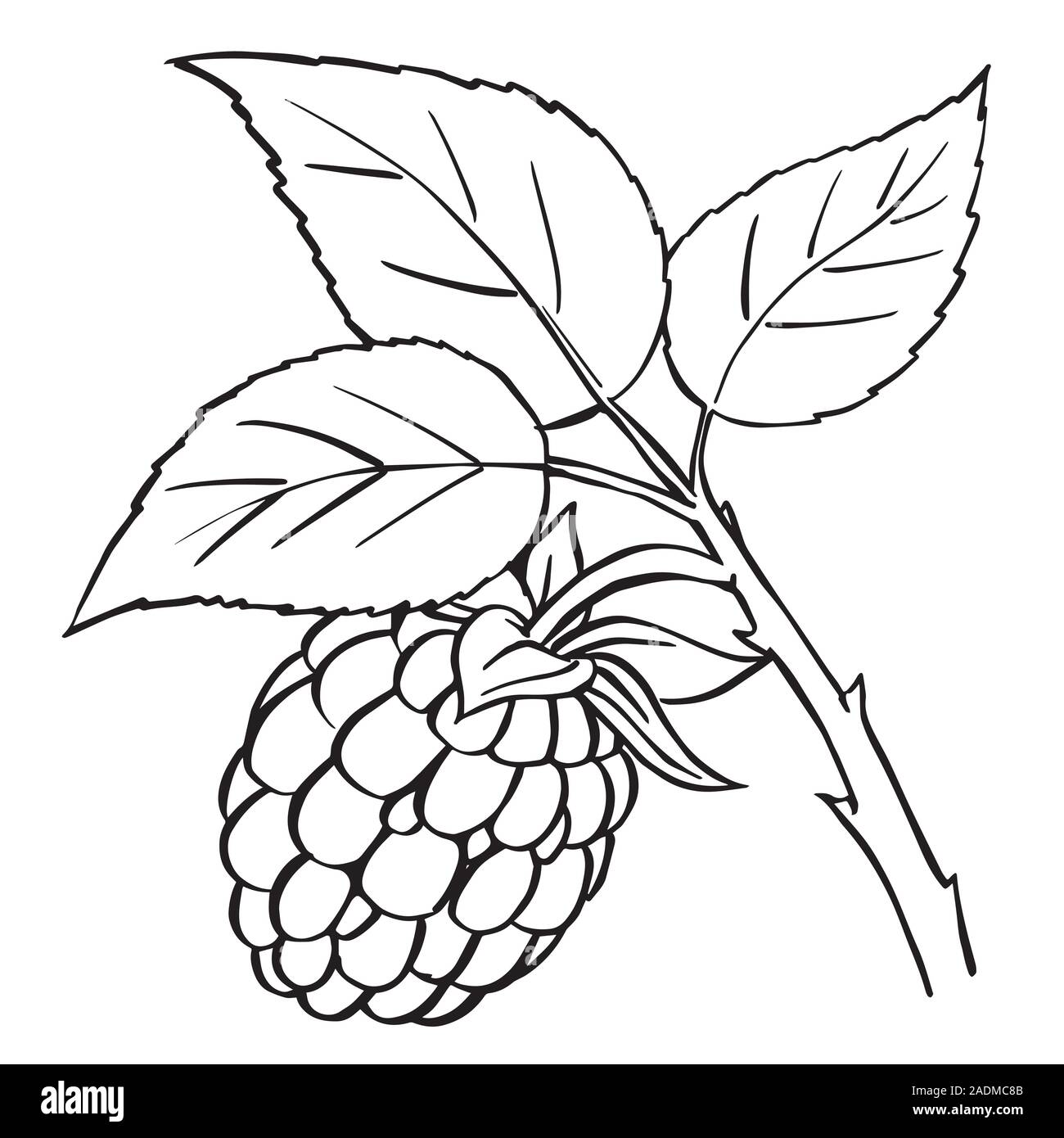 Raspberry plant drawing hi