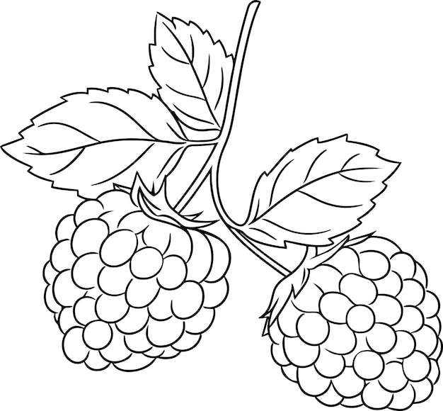 Premium vector raspberries vector illustration black and white outline raspberries coloring book or page for children