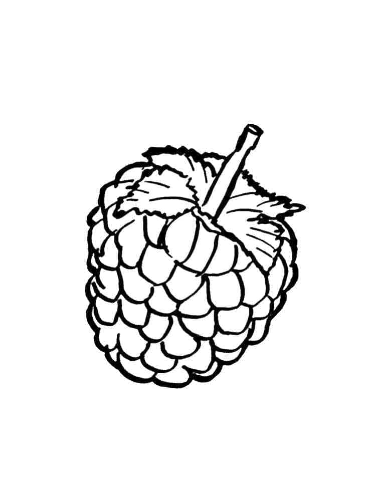 Easy raspberry coloring page