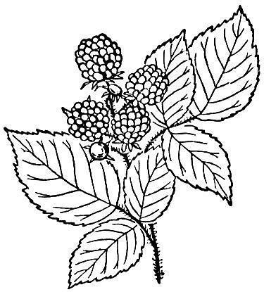 Raspberry with the leaves coloring page leaf coloring page free printable coloring pages free printable coloring
