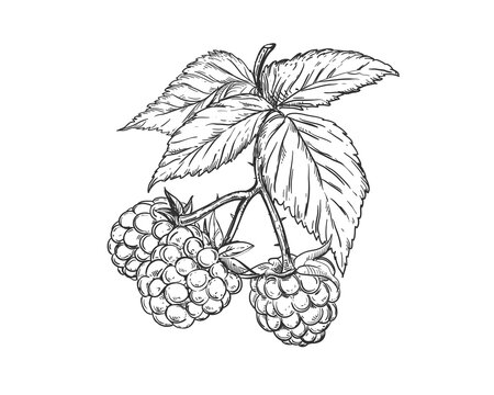 Raspberry drawing images â browse photos vectors and video