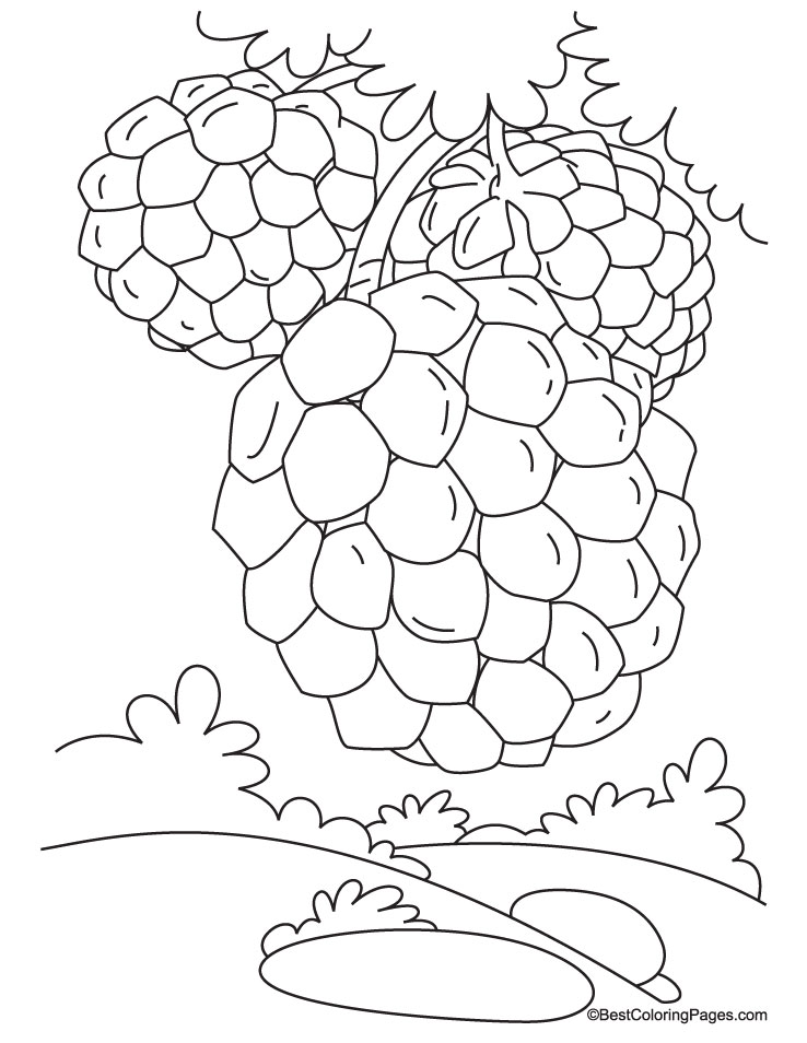 Custard apple on tree coloring pages download free custard apple on tree coloring pages for kids best coloring pages