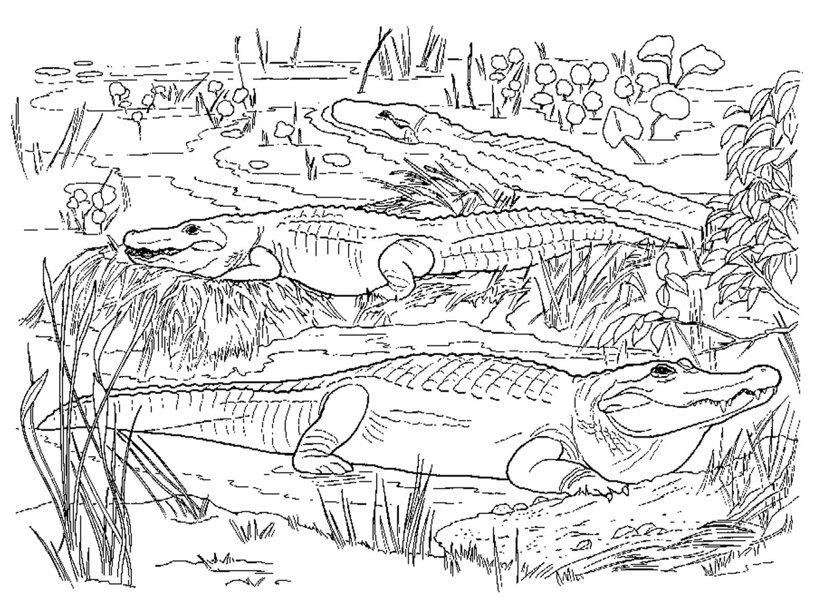 Realistic alligator coloring pages animal coloring pages coloring pages for kids coloring pages