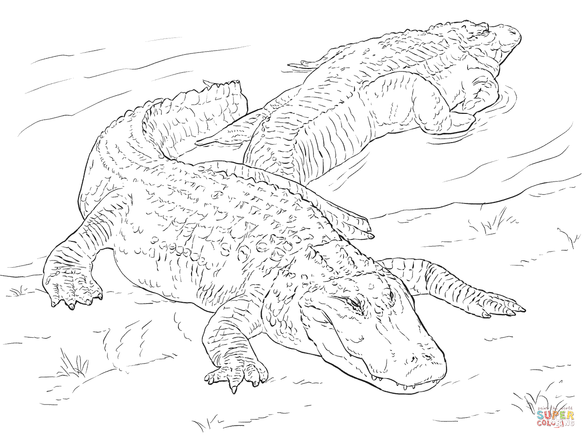 Two american alligators coloring page free printable coloring pages